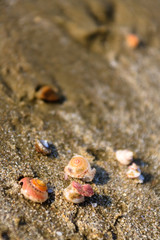 sea and waves and shells
