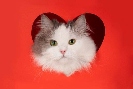 fluffy cat for valentines day