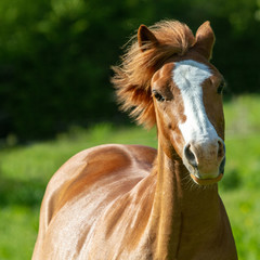 Obraz premium double poney crinière au vent