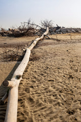 Tronco d'albero sulla spiaggia d'inverno