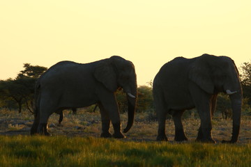 Elephant Africa