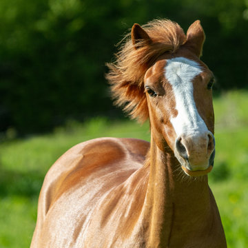 double poney crini&egrave;re au vent