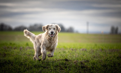 The Golden Retriever