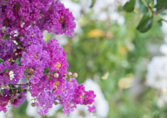 detail of colorful flowers of the crepe tree