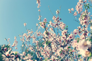 background of spring cherry blossoms tree. selective focus.