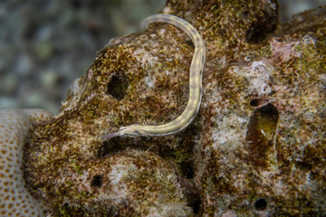 Pipefish