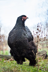 imposante schwarze Brahma Henne