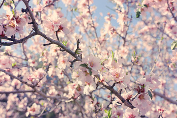 background of spring cherry blossoms tree. selective focus.