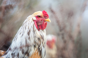 Portrait eines Brahma Hahn