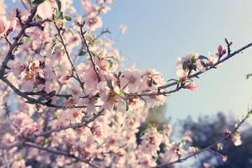 background of spring cherry blossoms tree. selective focus.