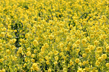 Rapeseed field of Kamogawa-city, Chiba Prefecture 