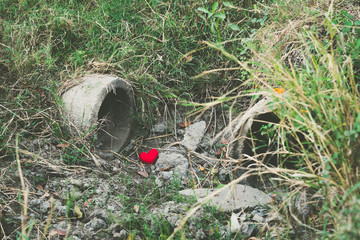 Little red heart pillow falls in the culvert rice field after harvest.