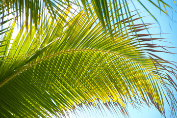 Obraz na płótnie Canvas Palm Trees Macro