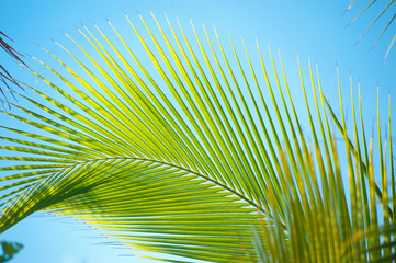 Palm Trees Macro