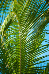 Palm Trees Macro