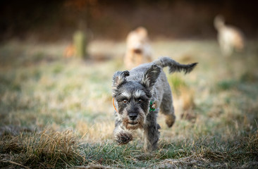 The Miniature Schnauzer