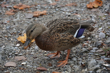 Weibliche Ente im Winter auf Futtersuche auf Kiesboden