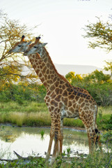 Giraffe