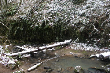 stream in forest