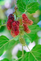 Fresh mulberry, Healthy berry fruit on the branch.