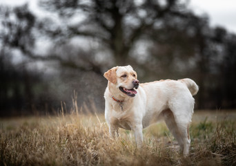 The Labrador