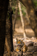 A male tiger cub portrait from ranthambore national park, india