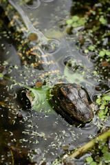 Fototapeta premium American Alligator (Alligator mississippiensis), portrait, Everglades National Park, Florida, United States, North America