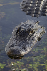 American Alligator (Alligator mississippiensis), portrait, Everglades National Park, Florida, United States, North America