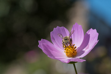 Bee on a daisy flower