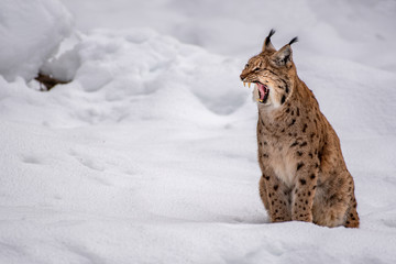 Fototapeta premium Eurasian lynx