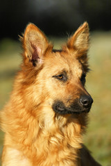 Harzer Fuchs (Harz Fox) (Canidae),portraet, German dog bre