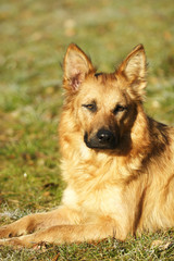 Harzer Fuchs (Harz Fox) (Canidae),portraet, German dog bre