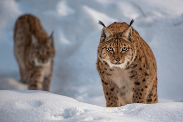 Eurasian lynx