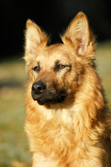 Harzer Fuchs (Harz Fox) (Canidae),portraet, German dog bre