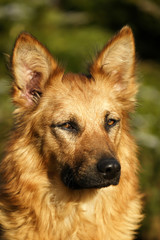 Harzer Fuchs (Harz Fox) (Canidae),portraet, German dog bre