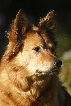 Harzer Fuchs (Harz Fox) (Canidae),portraet, German dog bre Stock Photo |  Adobe Stock