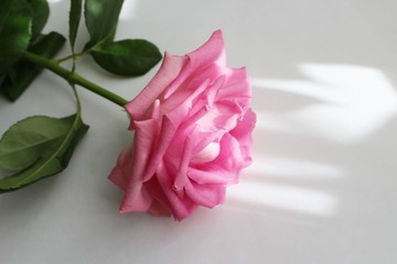 One pink rose on a white background. Background, postcard. Pastel colors.
