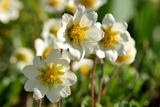 Ansicht von Silberwurz Bl&uuml;ten