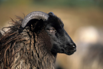 Obraz premium German heath, Lueneburg Heath, Lower Saxony, Germany, Europe