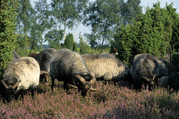 German heath, Lueneburg Heath, Lower Saxony, Germany, Europe