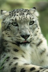 Fototapeta na wymiar Snow Leopard (Uncia uncia)