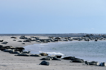 Grey seal (Halichoerus grypus), female, Heligoland, Schleswig-Holstein, Germany, Europe