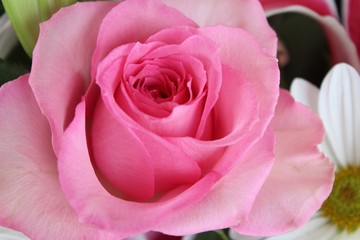 Fototapeta na wymiar Pink Rose in Bouquet