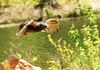 Owl in flight over a river during the day