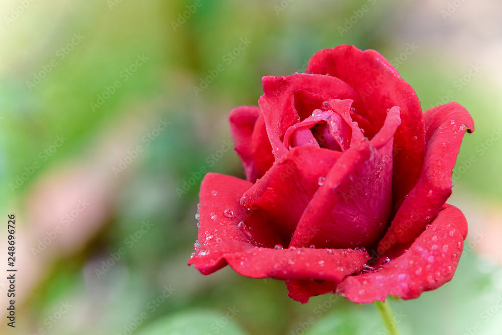 Poster Red rose blooming on the branch