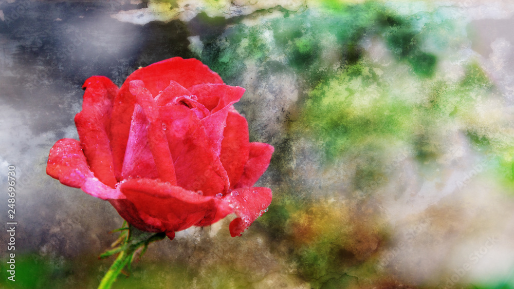 Canvas Prints Abstract red rose blooming on the branch