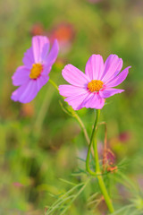 Beautiful pink cosmos flower in green background