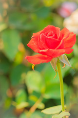 Close up orange rose with green leaves in the garden