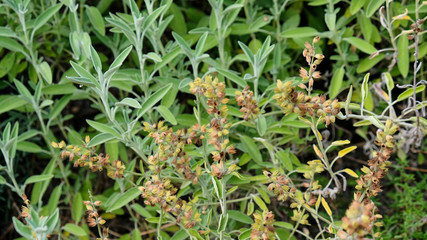 Fototapeta na wymiar Spice plant: sage, (salvia officinalis), in vegetable garden. Medicinal plants