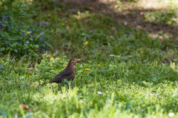 thrush sitting in green grass